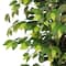 6ft. Artificial Ficus Microcarpa Tree in White Decorative Pot